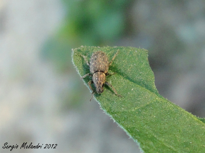 Sitona hispidulus